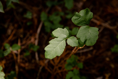 poison ivy plant